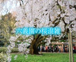 六義園　桜　混雑